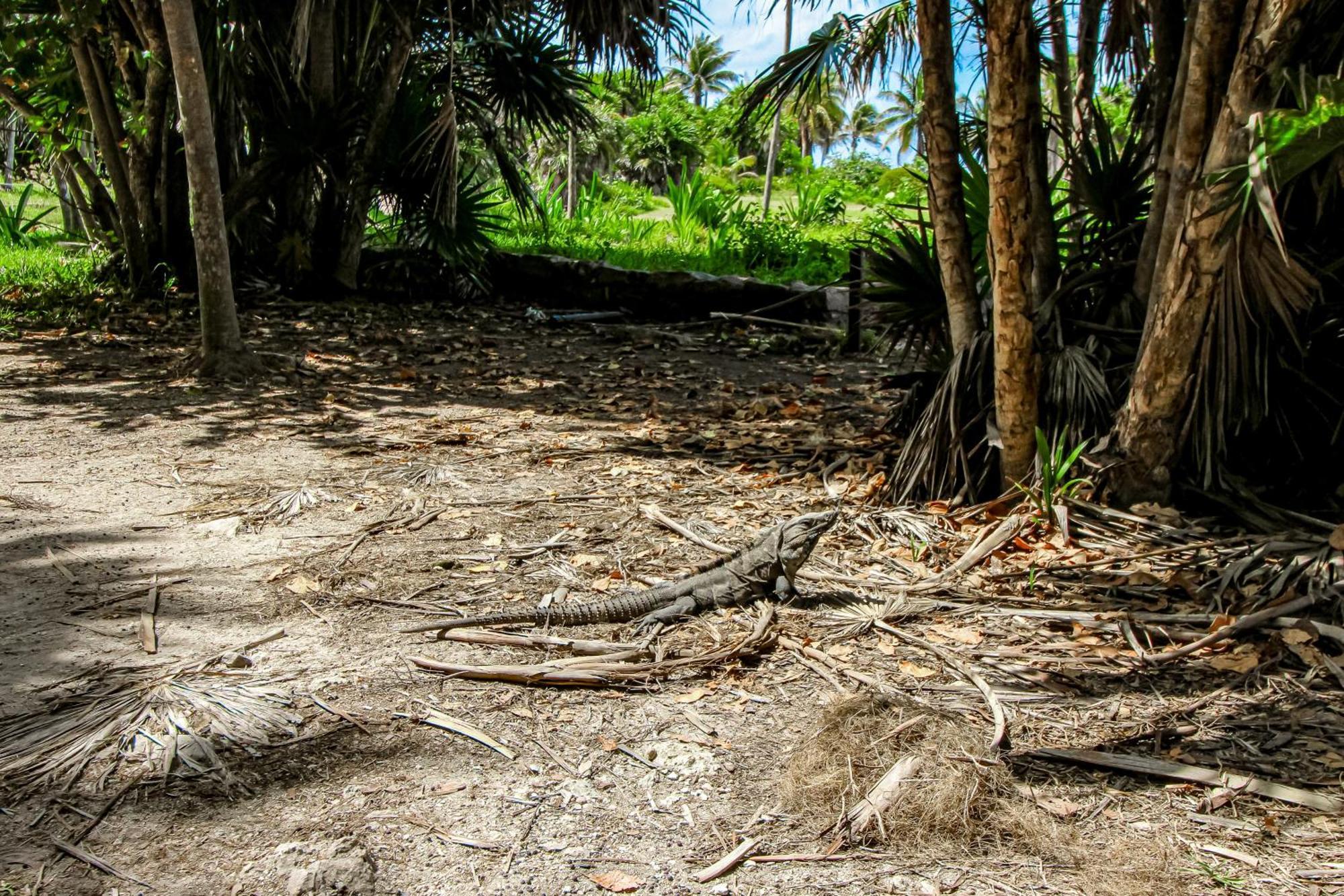 Miraluna 233 At Luum Zama Tulum Exterior photo